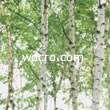 C[W